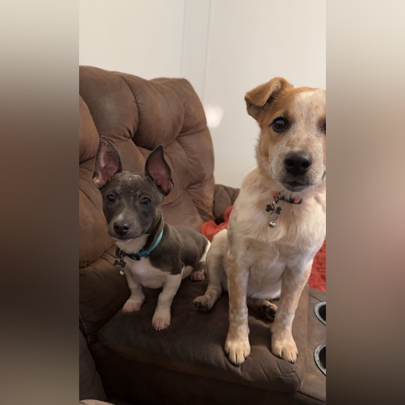 Meet your Posher, Olivia - Picture 9 of 12